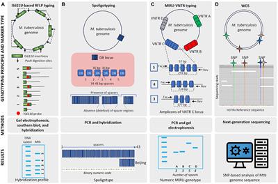 Genetic diversity, evolution and drug resistance of Mycobacterium tuberculosis lineage 2